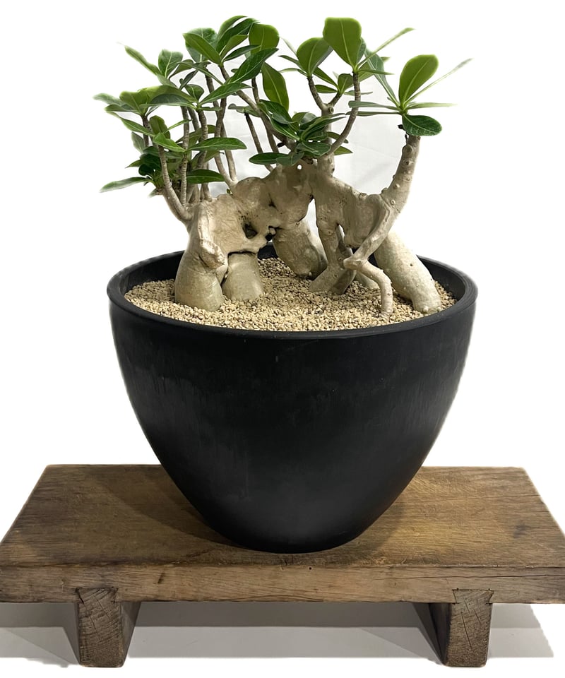 アデニウム アラビカム Adenium アデニウム アラビカム | GREEN LUCK