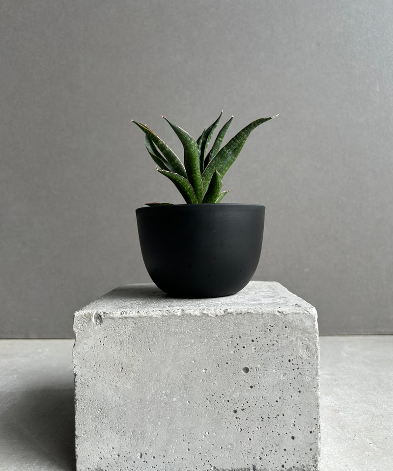 サンセベリア カミナリ 「Sansevieria KAMINARI “雷”」62I | SHO