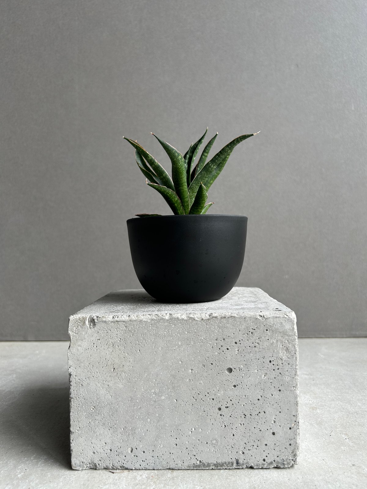 EMP サンセベリア KAMINARI カミナリ / SA293 サンセベリア カミナリ