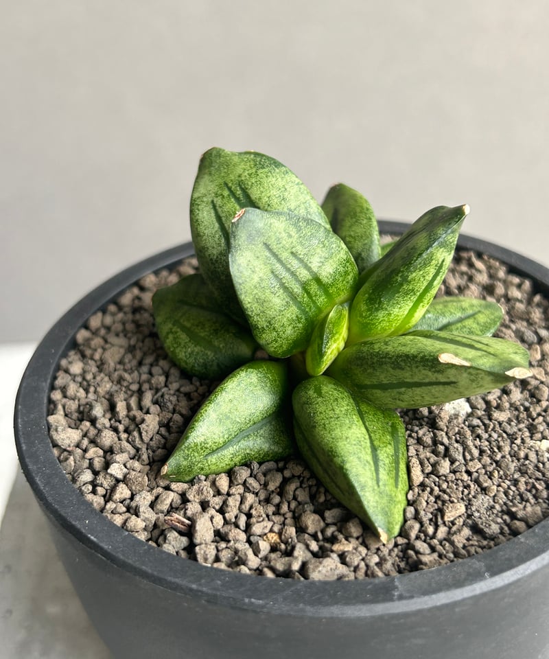 サンセベリア ピラミッド「Sansevieria Pyramid」78L | SHOUCHIKUEN