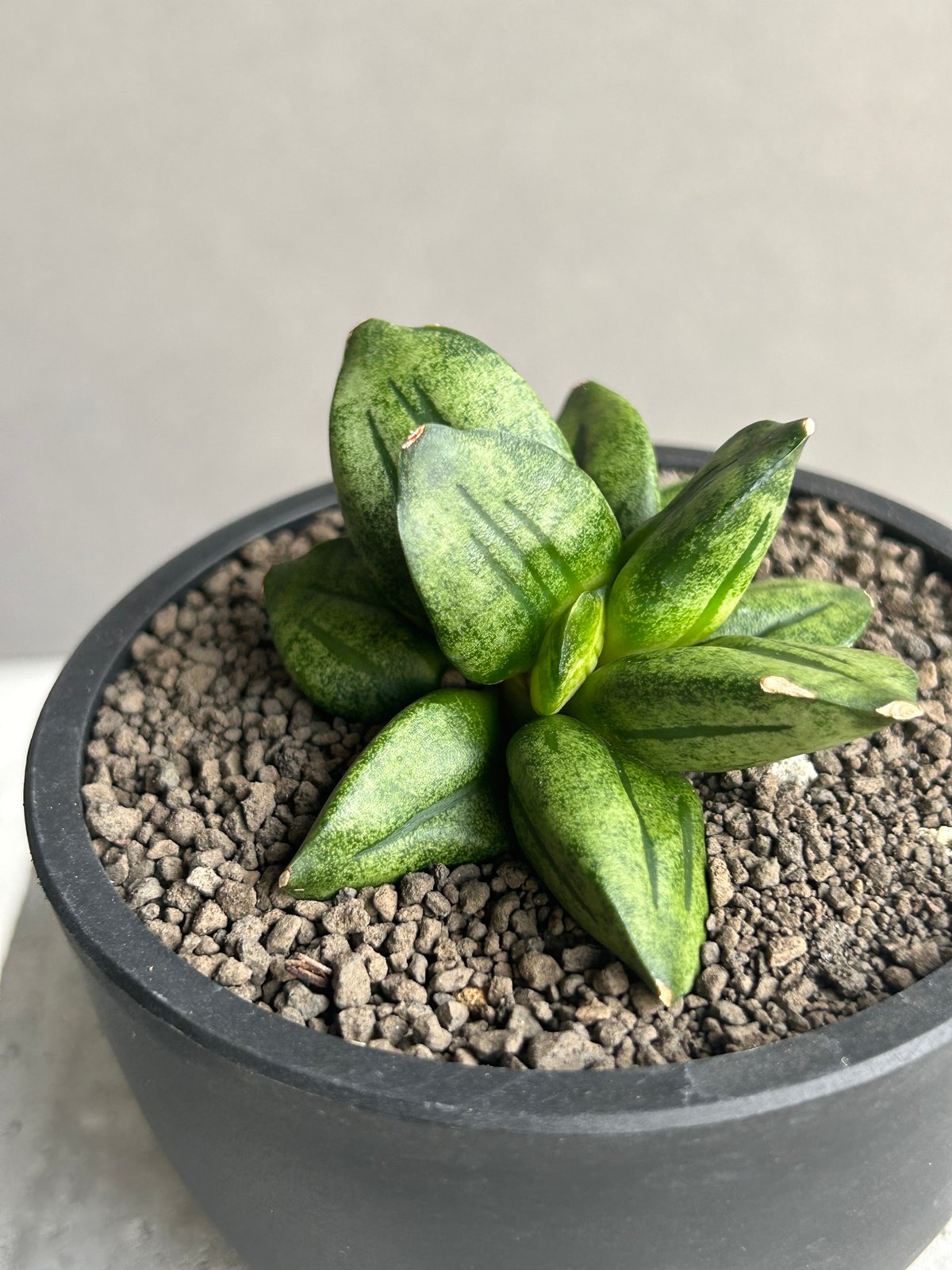 サンセベリア ピラミッド「Sansevieria Pyramid」78L | SHOUCHIKUEN