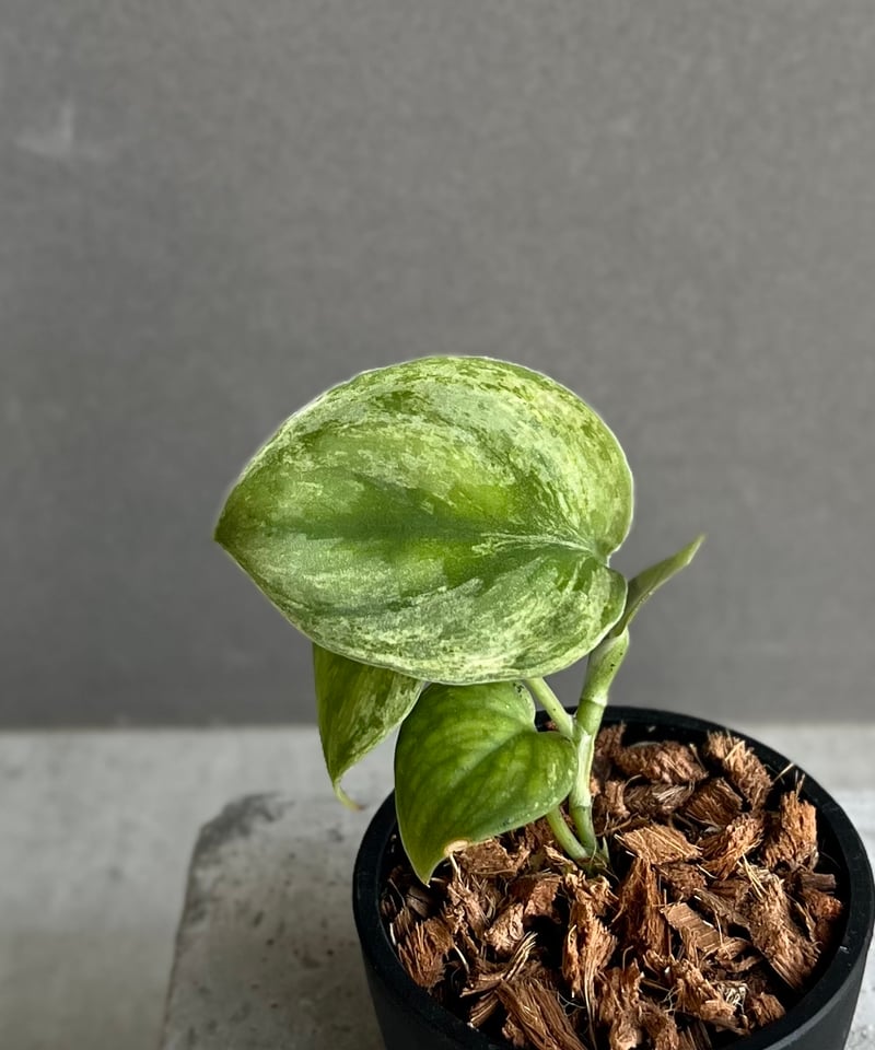 スキンダプサス ホログラム ミント 「Scindapsus Hologram Mint
