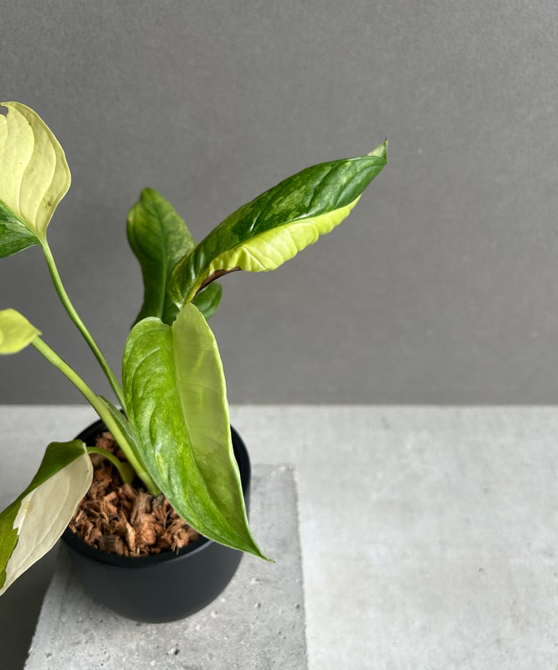 モンステラ オブリクア ムユナ 斑入「Monstera obliqua Muyuna vari