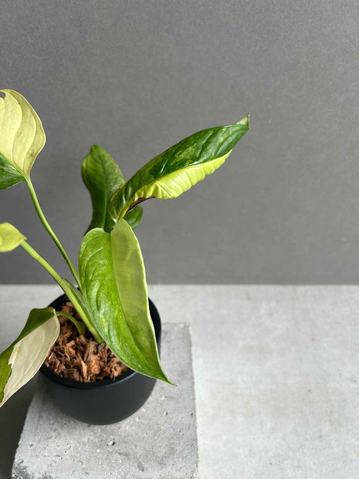 【希少植物】 モンステラ オブリクア ムユナ トワ 希少植物】 モンステラ オブリクア ムユナ トワ 希少植物】 モンステラ