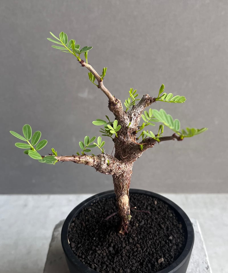 センナ メリディオナリス 実生苗 「Senna meridionalis」60Z センナ メリディオナリス 実生苗 「Senna meridionalis」60Z