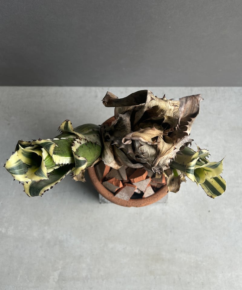 Hohenbergia Karla “ Triple Heads”「ホヘンベルギア カーラ “