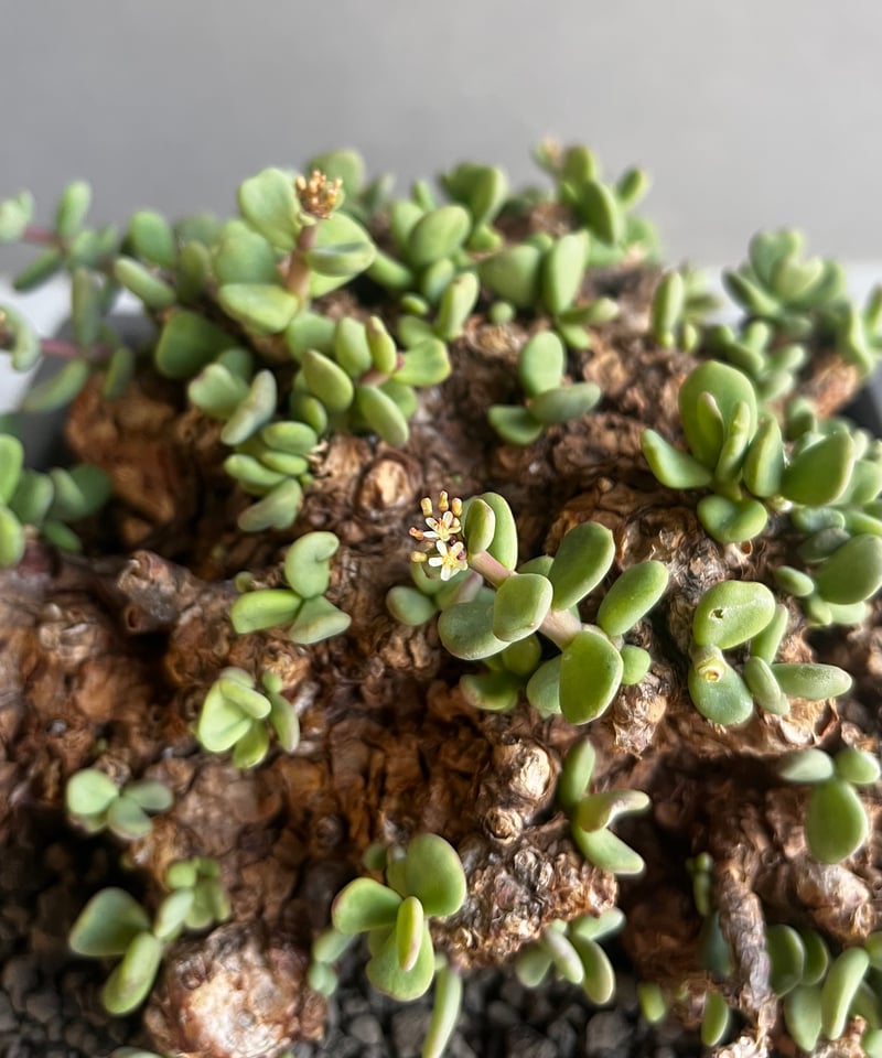 ケラリア ピグマエア 「Ceraria Pygmaea」99E | SHOUCHIKUEN