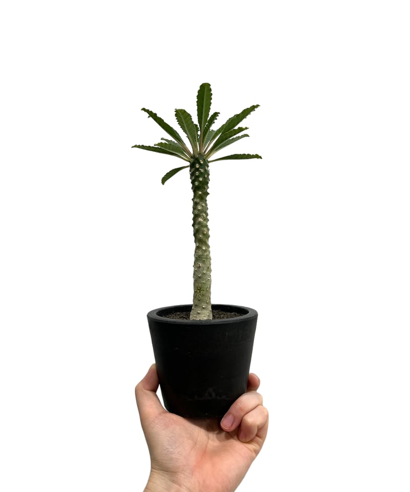 ドルステニア ラブラニー x フォエチダ 「Dorstenia lavrani x foeti