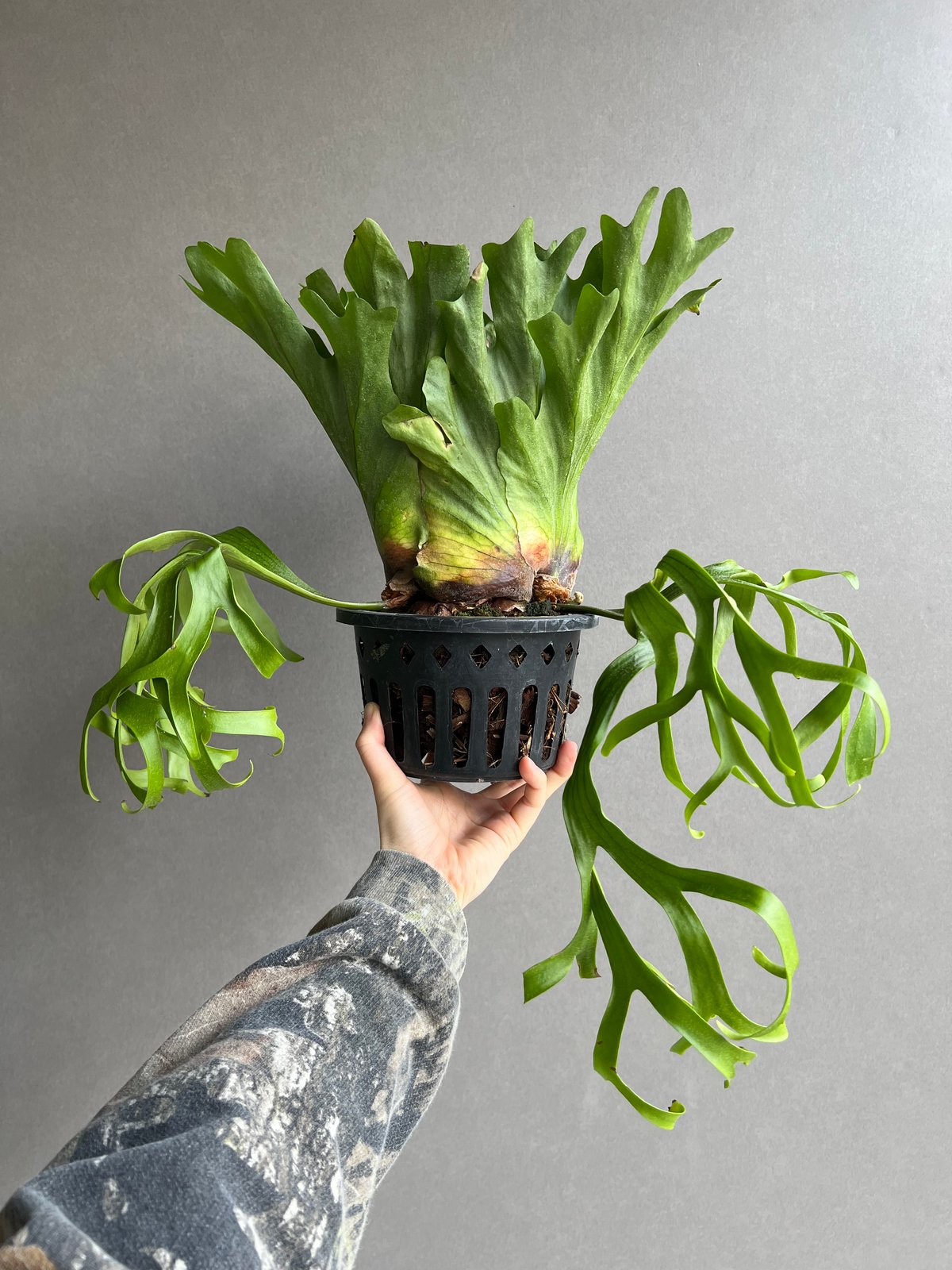 ビカクシダ コロナリウム Platycerium coronarium ビカクシダ コロナリウム ビカクシダ