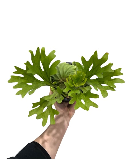 CATEGORY ビカクシダ(コウモリラン) | SHOUCHIKUEN