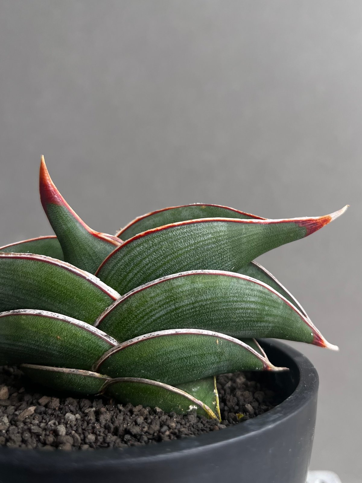 サンセベリア ロリダ 「Sansevieria rorida」57A | SHOUCHIKUEN