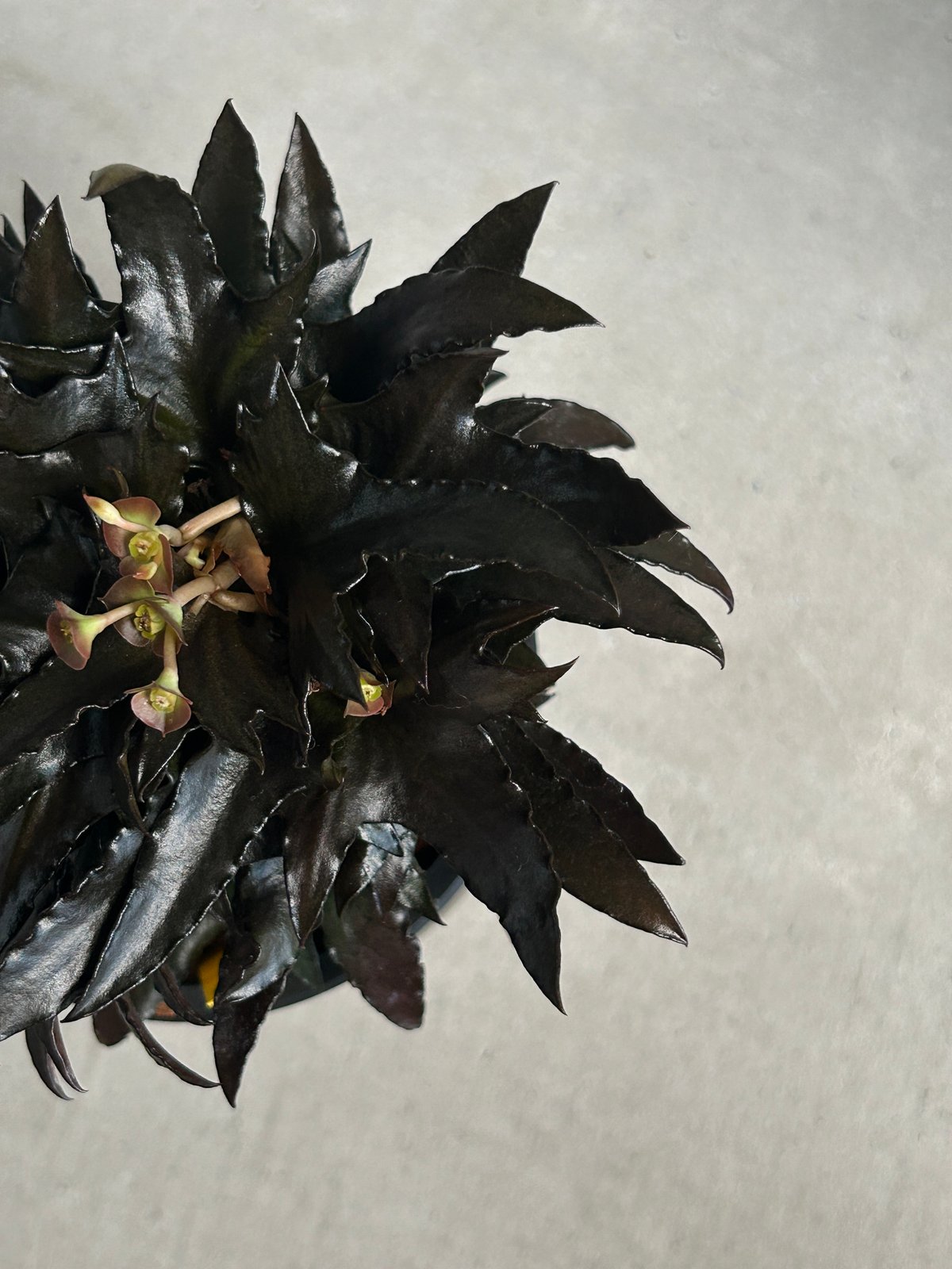 ユーフォルビア フランコイシー “エスプレッソ”「 Euphorbia