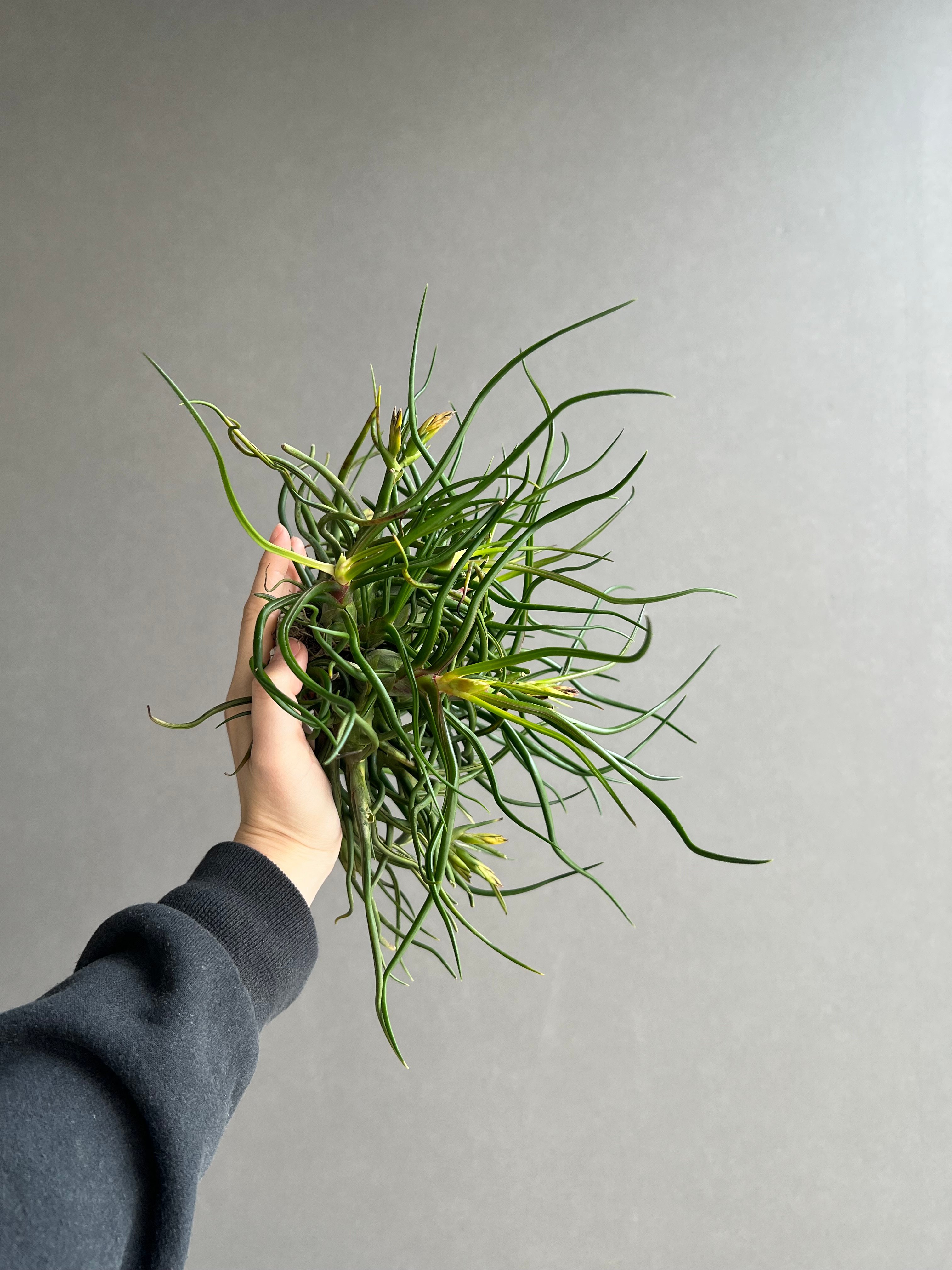 ティランジア ブルボーサ クランプ (実生苗) 「Tillandsia bulbosa clu