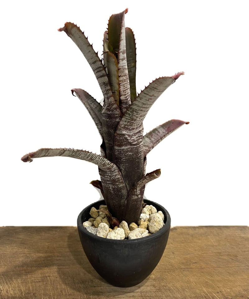 ブロメリア・エアープランツ Aechmea 'Silver Streak Nudicaulis' A0162 Aechmea nudicaulis 'Silver Streak' - Bromeliad Paradise