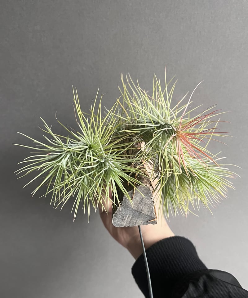 ティランジア フンキアナ (クランプタイプ) 「Tillandsia funckiana (c