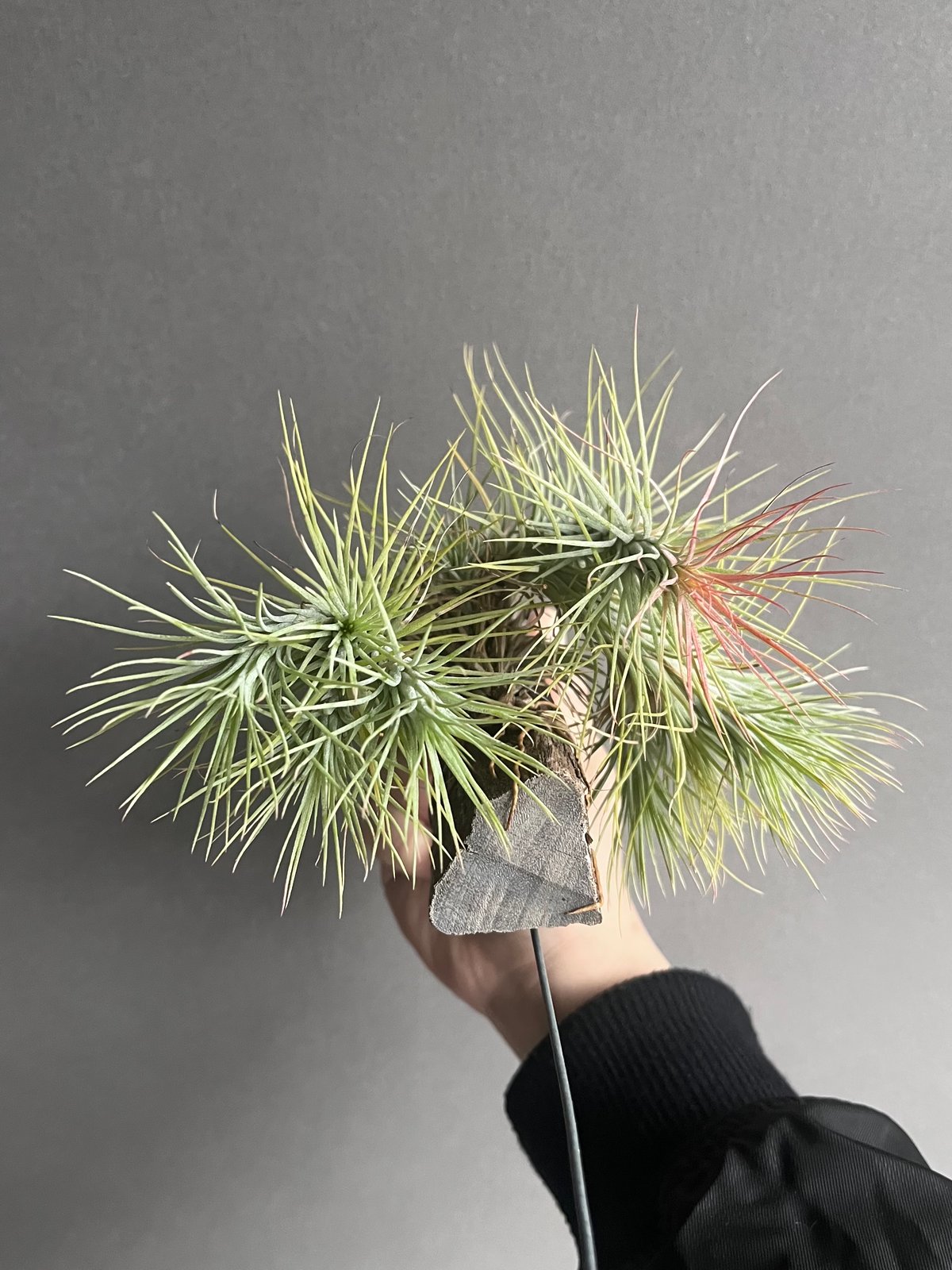 ティランジア フンキアナ (クランプタイプ) 「Tillandsia funckiana (c