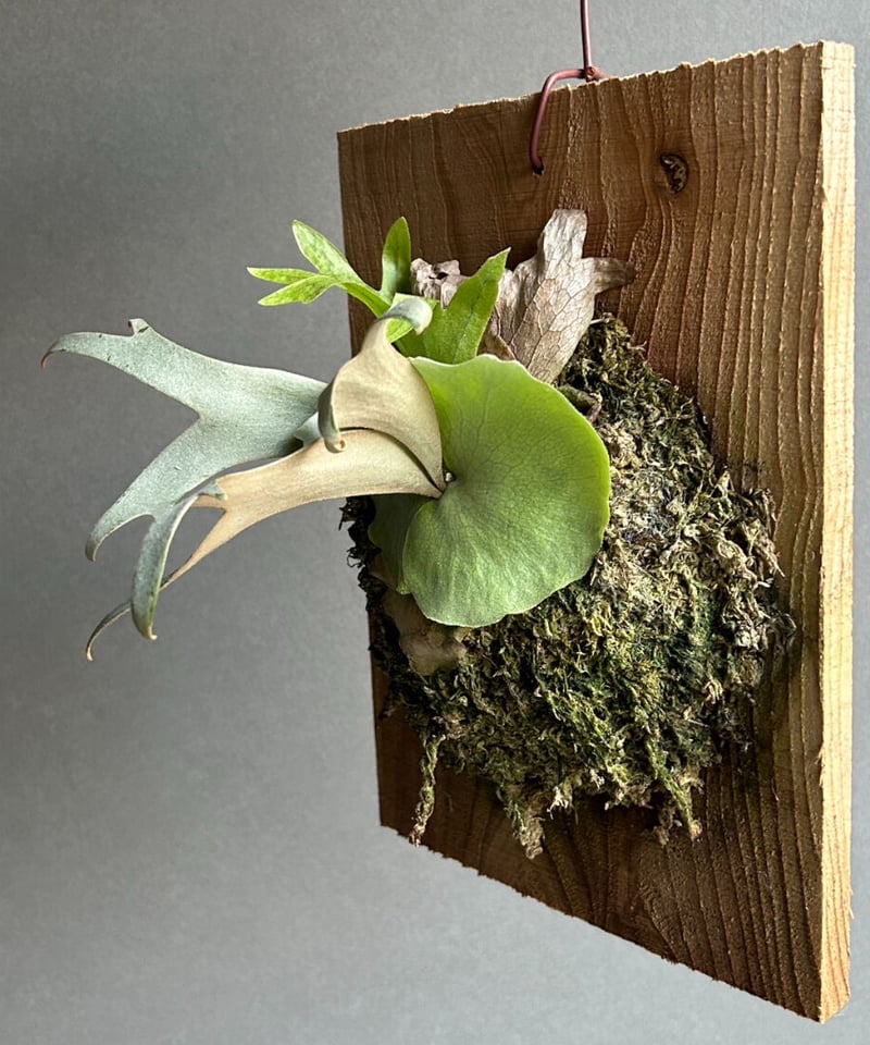 ビカクシダ ウィリンキー ヤミー「 Platycerium willinckii ビカクシダ ウィリンキー ヤミー「 Platycerium willinckii