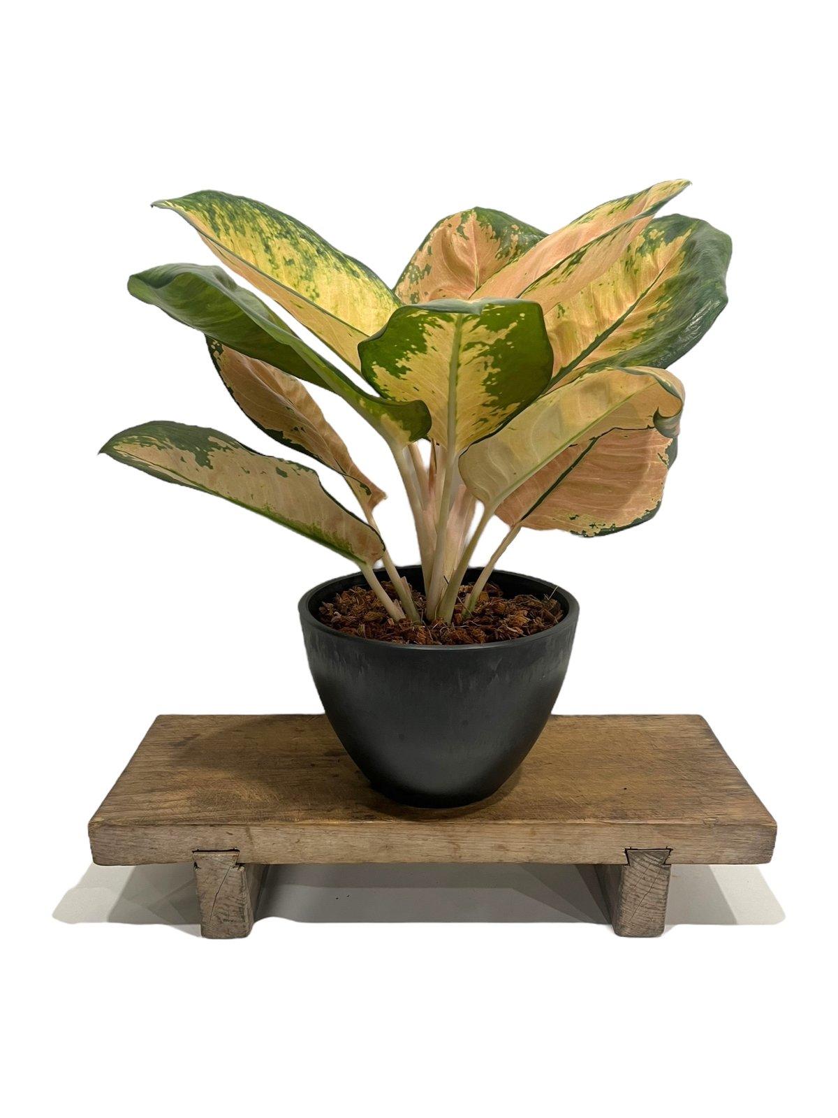 アグラオネマ スターバックス 「Aglaonema Starbucks 」34Q | SHO