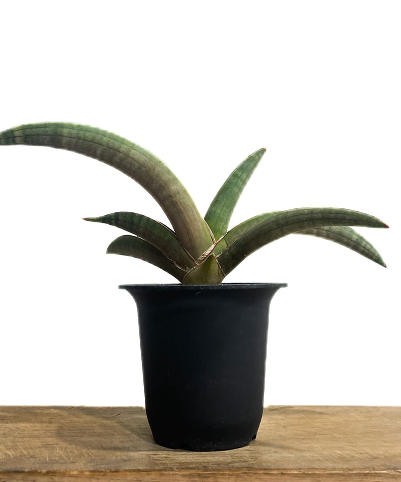 サンセベリア プフィステリー「Sansevieria pfisterii」88F-3 | SH