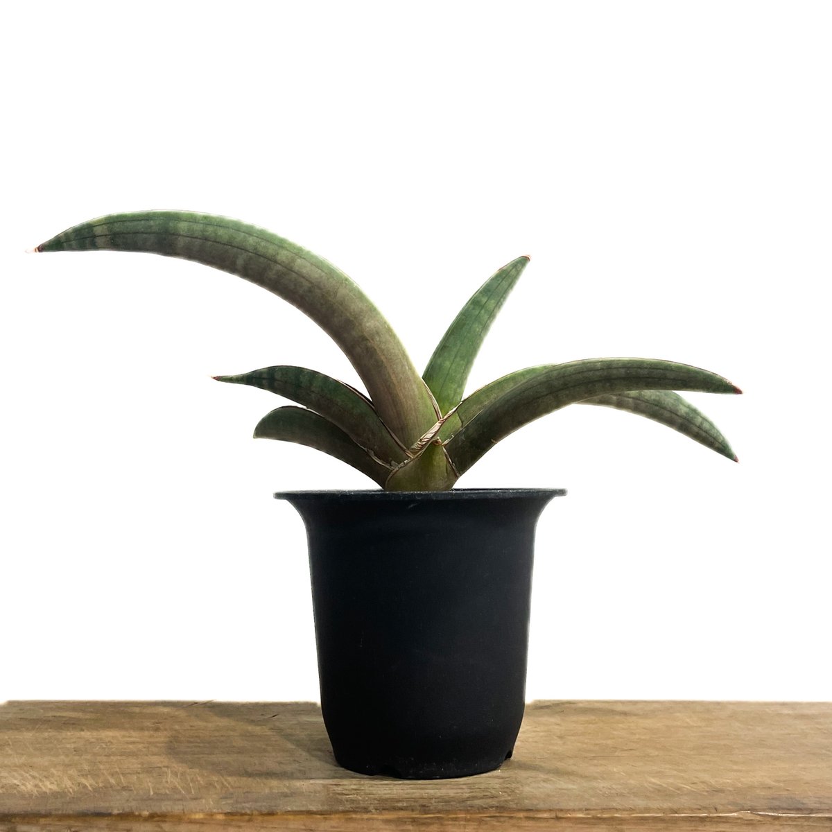 サンセベリア プフィステリー「Sansevieria pfisterii」88F-3 | SH...