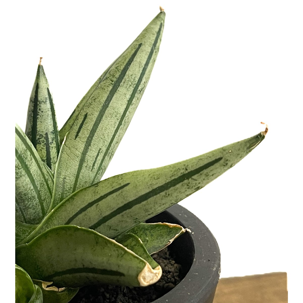 サンスベリア ジュピター Sansevieria Jupiter サンセベリア ジュピター「Sansevieria Jupiter」29E-1 | SHOUCH