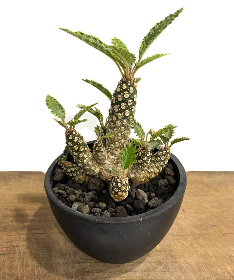 ドルステニア　ホルウッディ ドルステニア ホルウッディ① | X−PLANTS