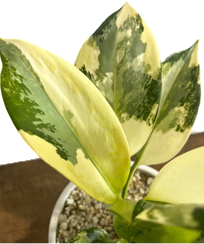 アグラオネマ スワンナプーム「Aglaonema Suvarnabhumi」9/2-47C