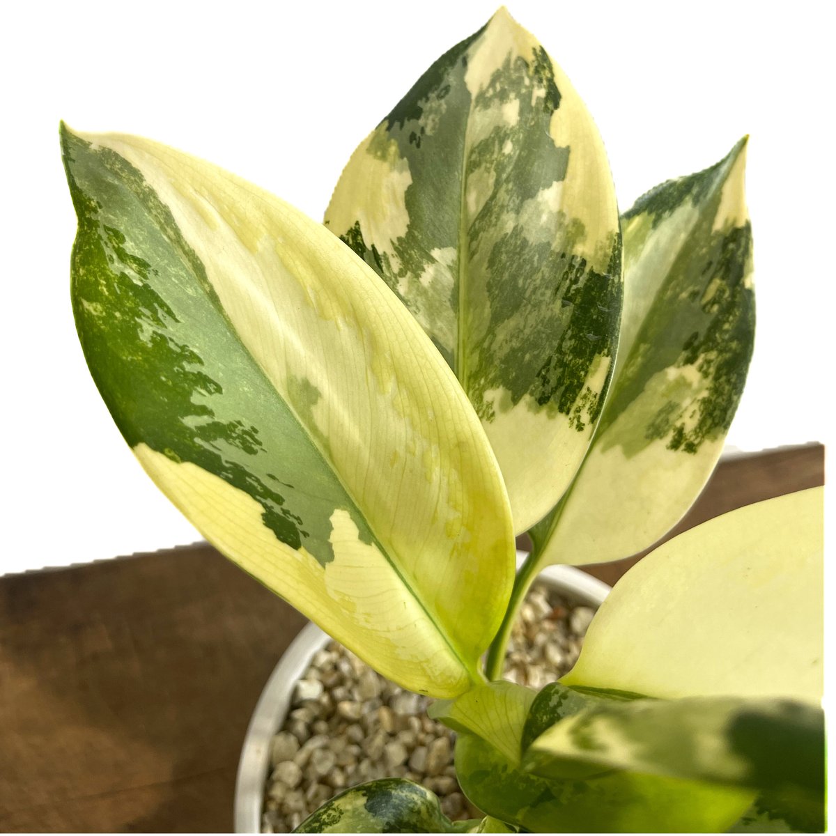 アグラオネマ スワンナプーム「Aglaonema Suvarnabhumi」9/2-47C |