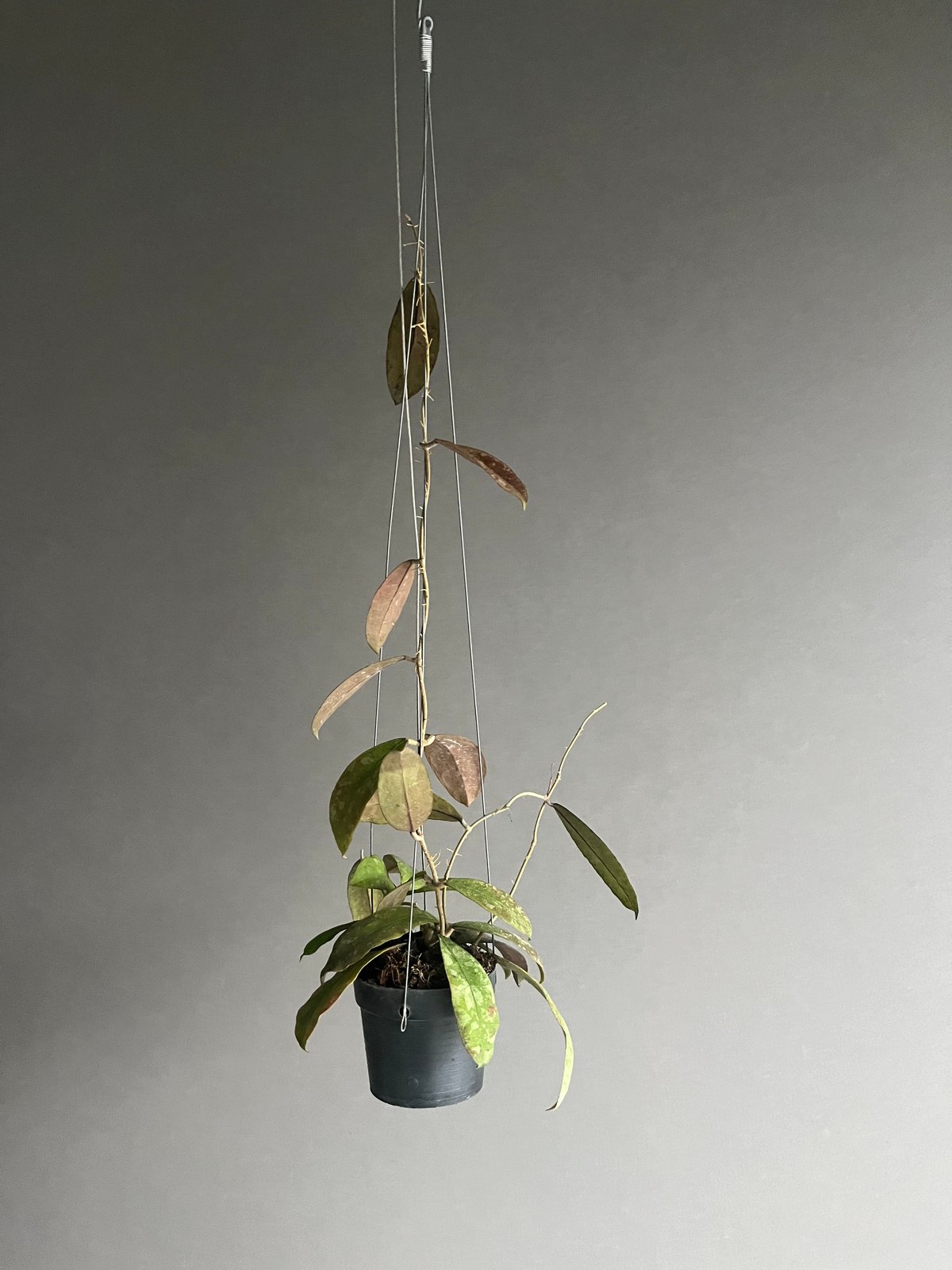 ホヤ ペニンシュラリス イエロー コロナ 「Hoya peninsularis Yellow