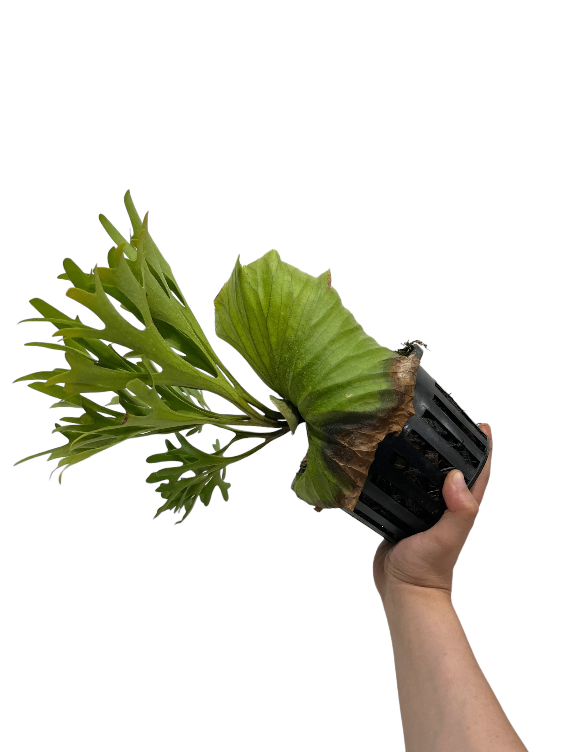 ビカクシダ キッチャクード 細葉 「Platycerium Mt. Kitshakood Th