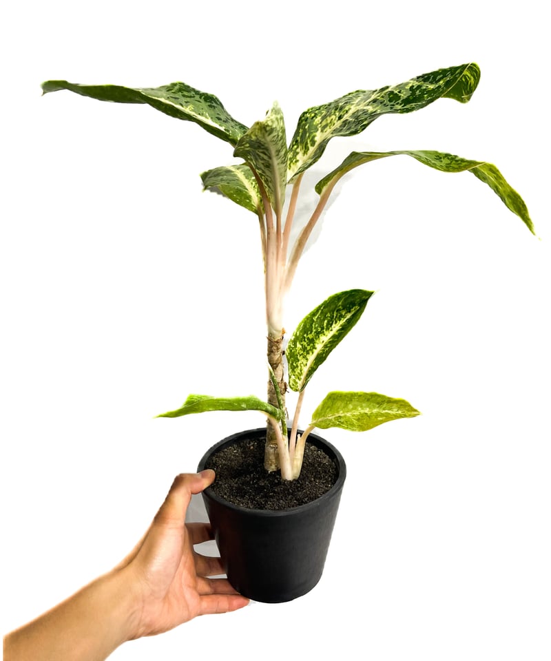 アグラオネマ バンコク ハイブリッド “変異種”「Aglaonema アグラオネマ バンコク ハイブリッド “変異種”「Aglaonema