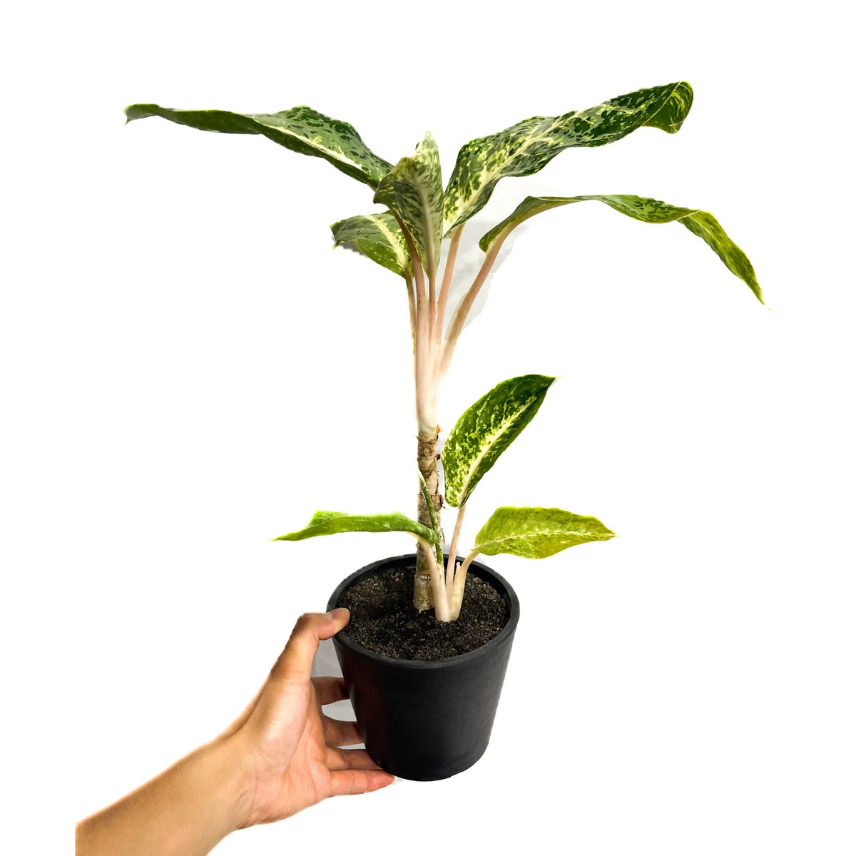 アグラオネマ バンコク ハイブリッド “変異種”「Aglaonema