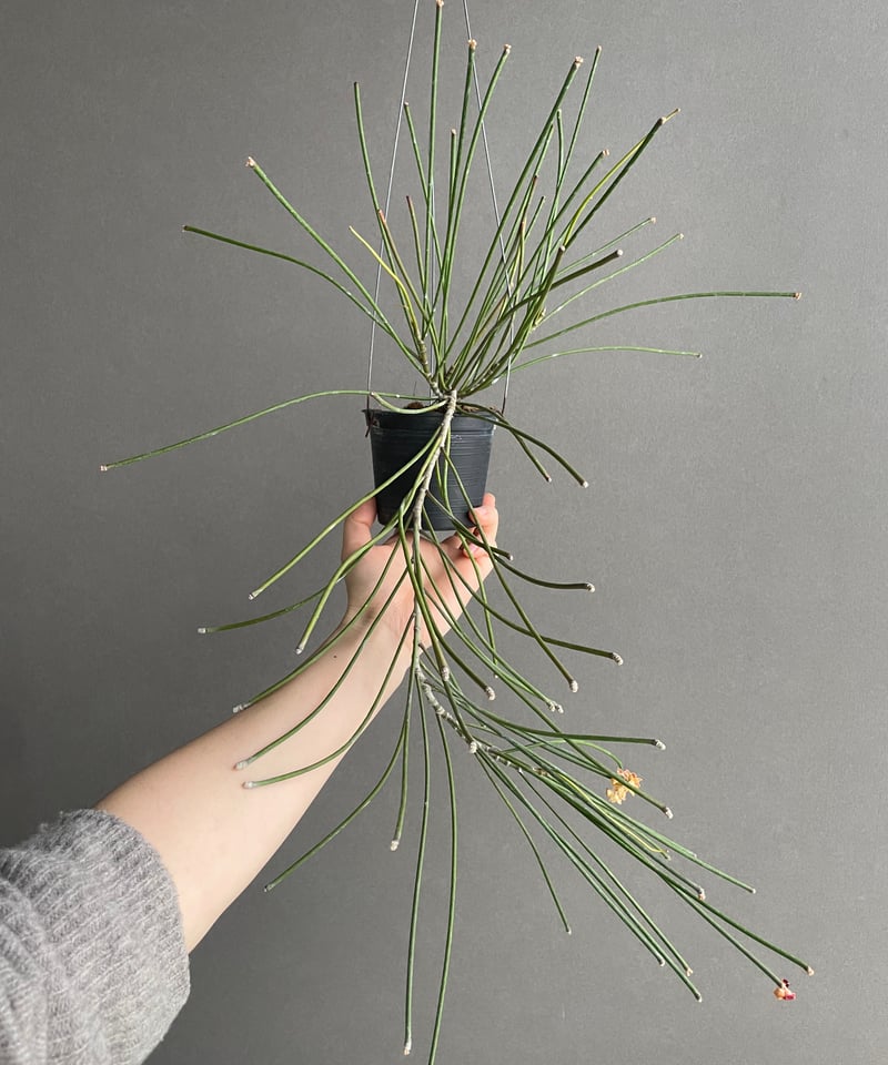 ホヤ スパルティオイデス ビッグ フラワー 「Hoya spartioides Big Flo