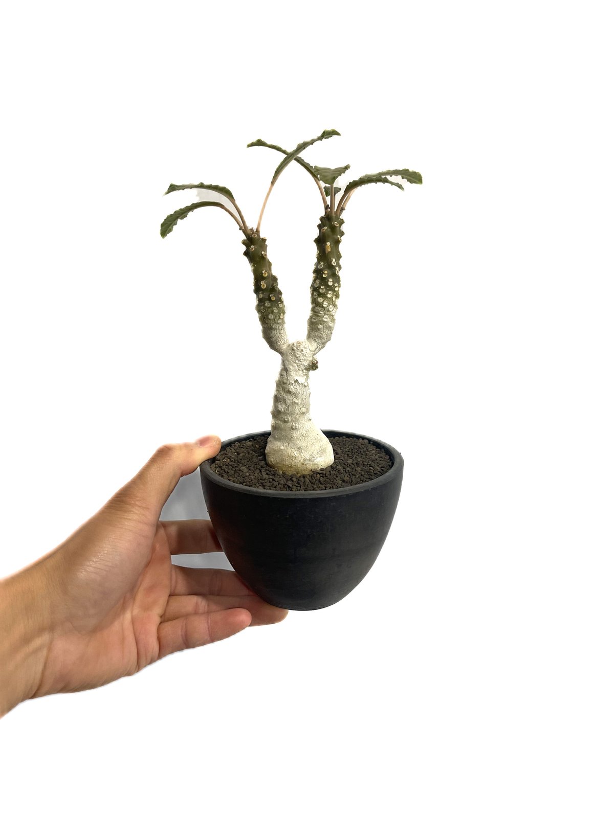 ドルステニア・フォエチダ　モンスト まるでモンスター!? なドルステニア・フォエチダ - 多肉植物通販