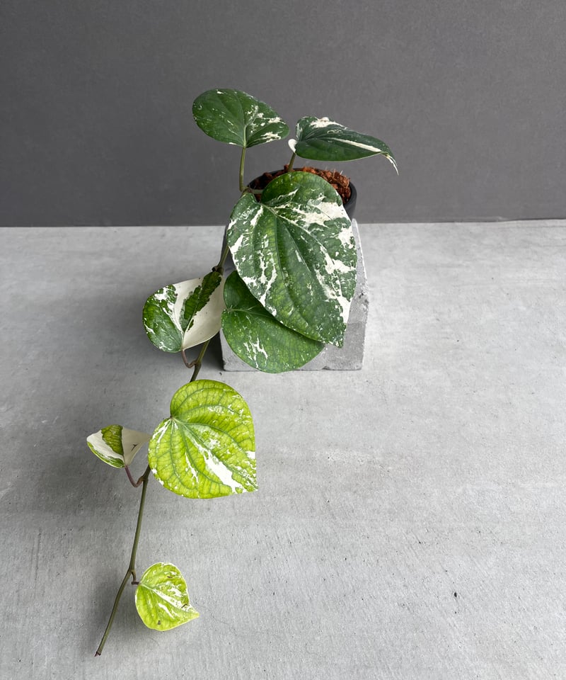 パイパー ニグラム 斑入 「Piper nigrum variegated」62Y | SHO