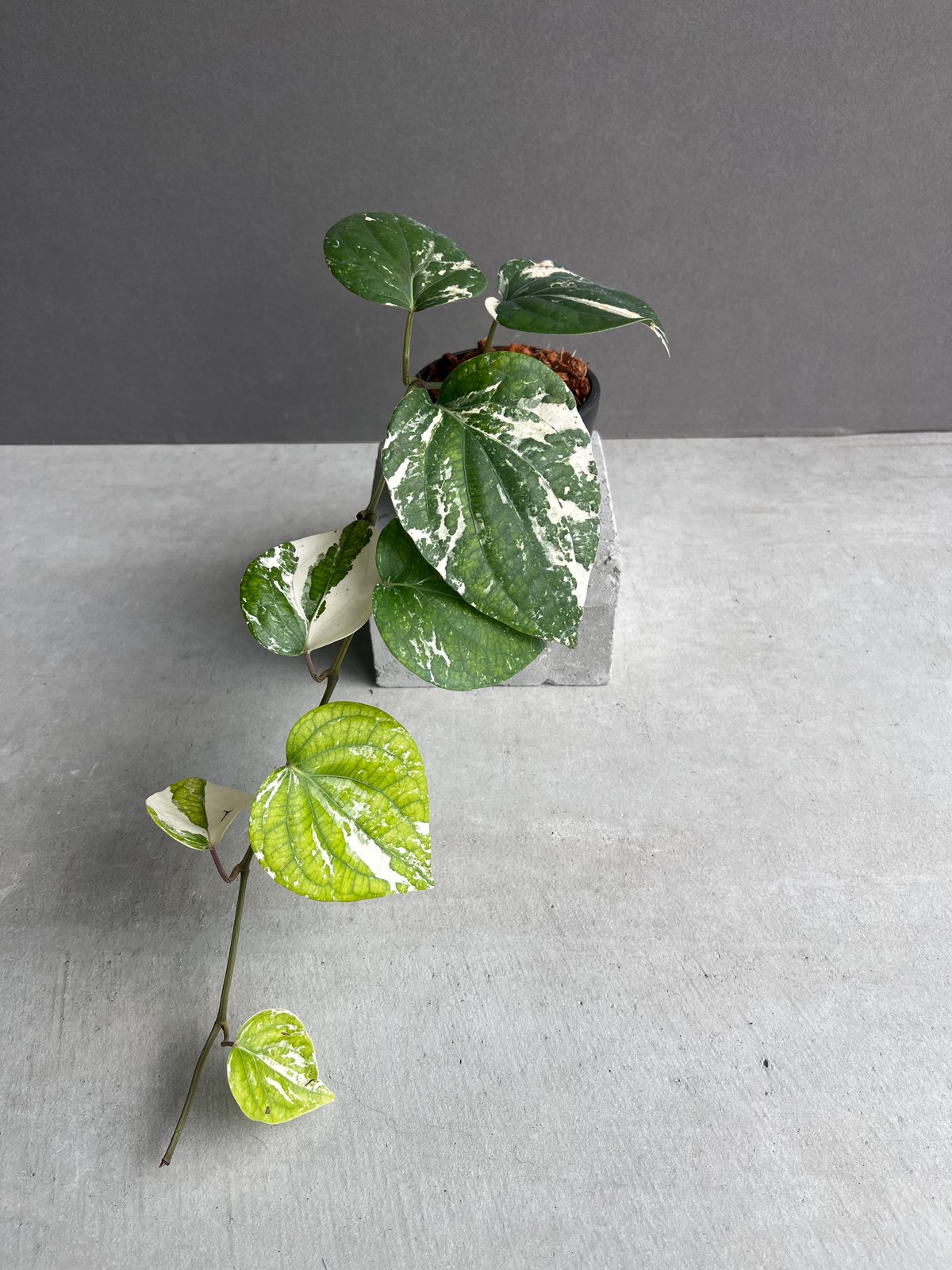 パイパー ニグラム 斑入 「Piper nigrum variegated」62Y | SHO