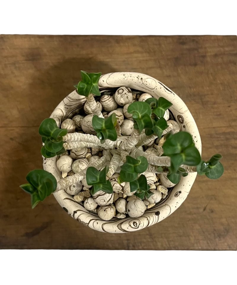 アデニウム D.H.A (獅子葉) スモールリーフ + plantsmonsters pot