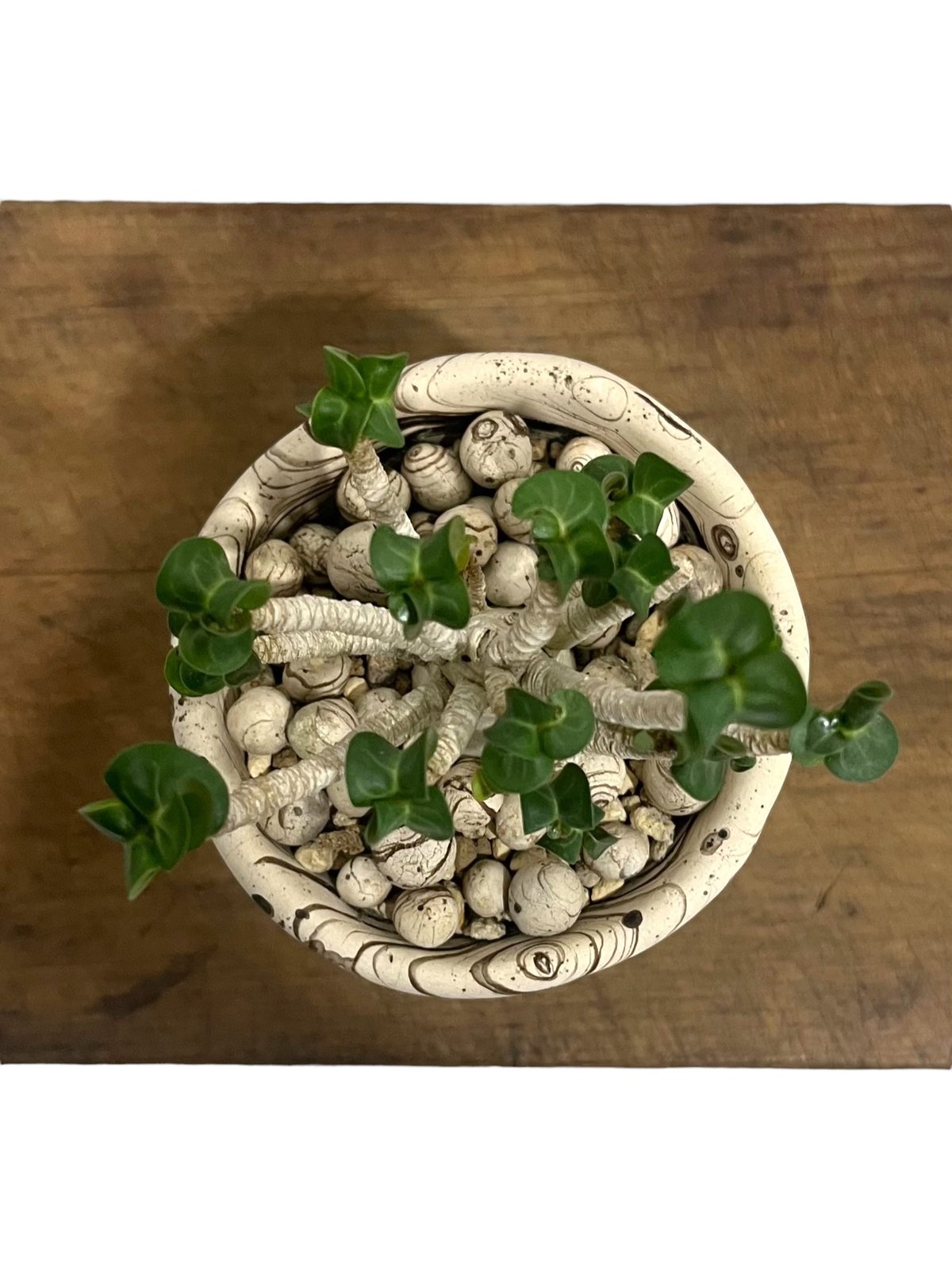 アデニウム D.H.A (獅子葉) スモールリーフ + plantsmonsters pot