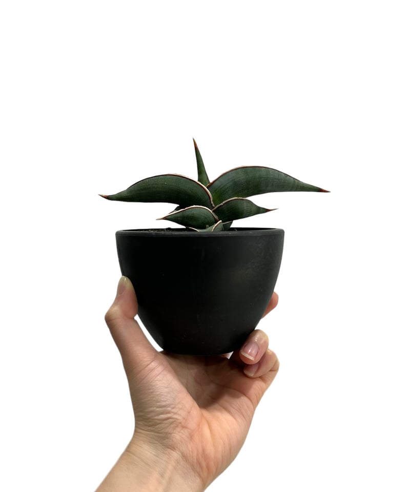 t*1様 S9736☆オークション販売☆ サンスベリア ロリダ 極上斑入り株