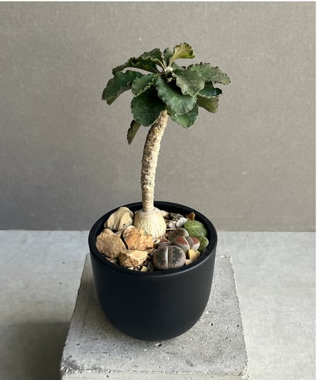 CATEGORY Plants | SHOUCHIKUEN