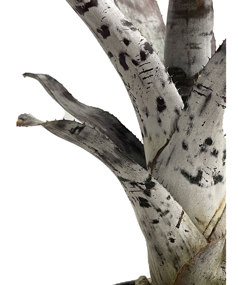 エクメア チャンティニー シルバー トップ「 Aechmea chantinii