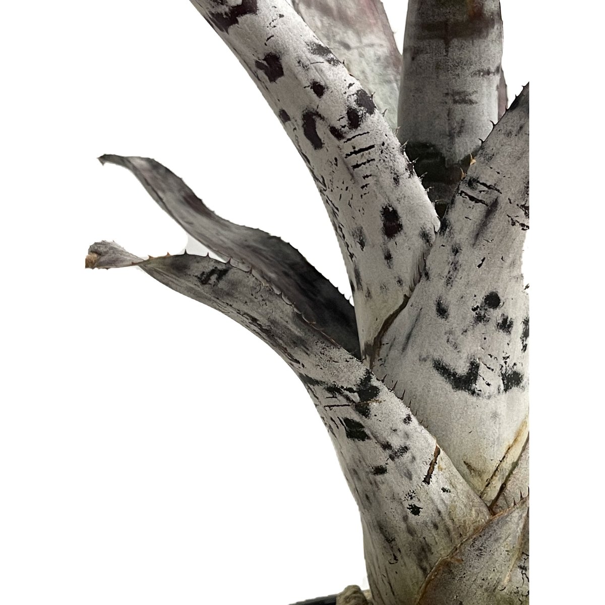 エクメア チャンティニー シルバー トップ「 Aechmea chantinii