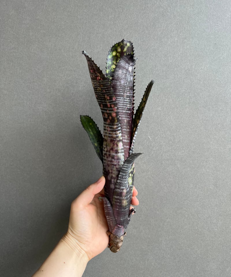 ビルベルギア オビ-ワン 「Billbergia Obi - Wan」2E | SHOUCHI