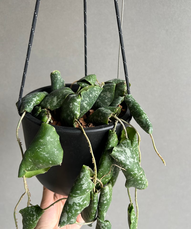 ホヤ インブリカータ + ハンギング ポット「 Hoya imbricata」 15G | S