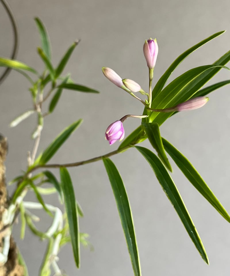 エピデンドラム セントラデニウム アリスセルフ 「Epidendrum