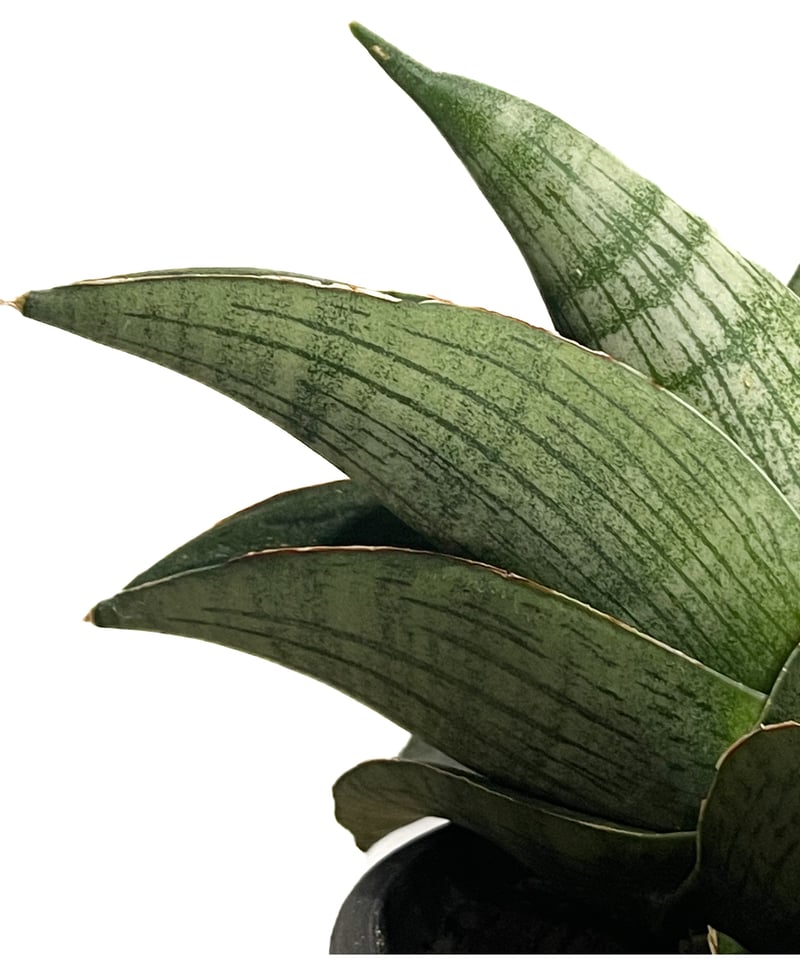 サンセベリア ホビット 「Sansevieria Hobbit」49G-1 | SHOUCHI