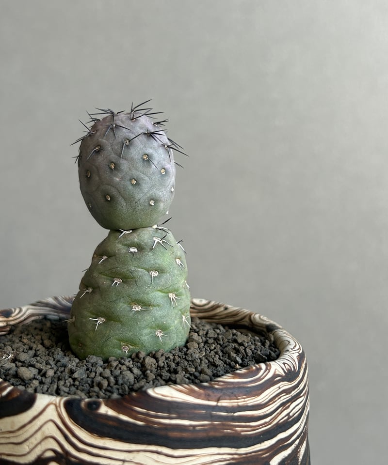 テフロカクタス ゲオメトリクス+plantsmonsters pot 「Tephrocactu