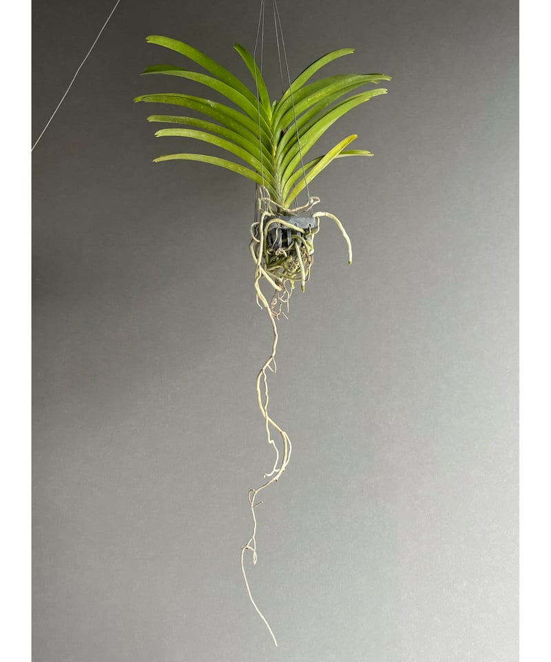 バンダ チャオプラヤ 「Vanda Chaophraya」83R | SHOUCHIKUEN