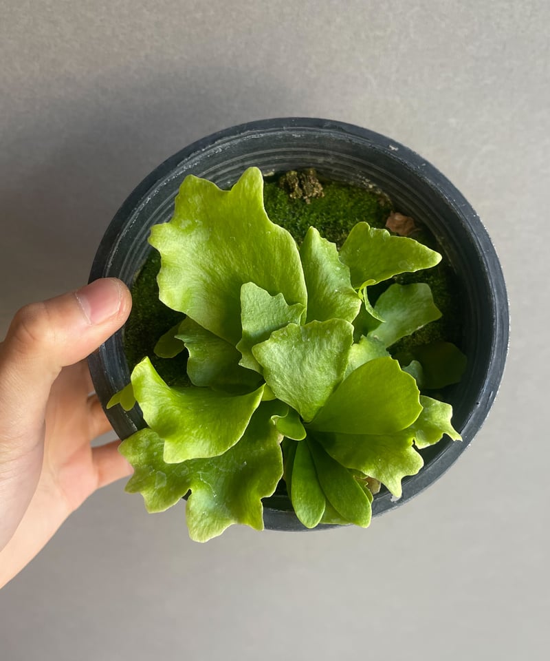 ビカクシダ バタフライ 「Platycerium Butterfly」30H-1 | SHOU