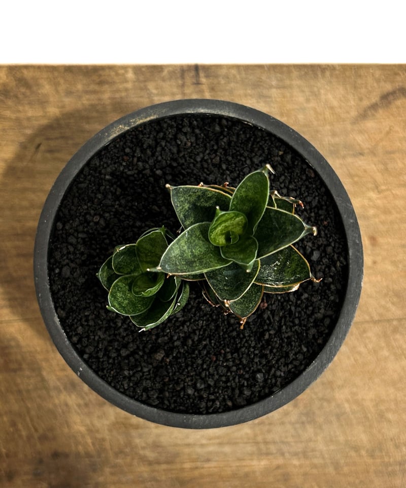 サンセベリア ブラック アンツ「Sansevieria Black Ant」4/13-328